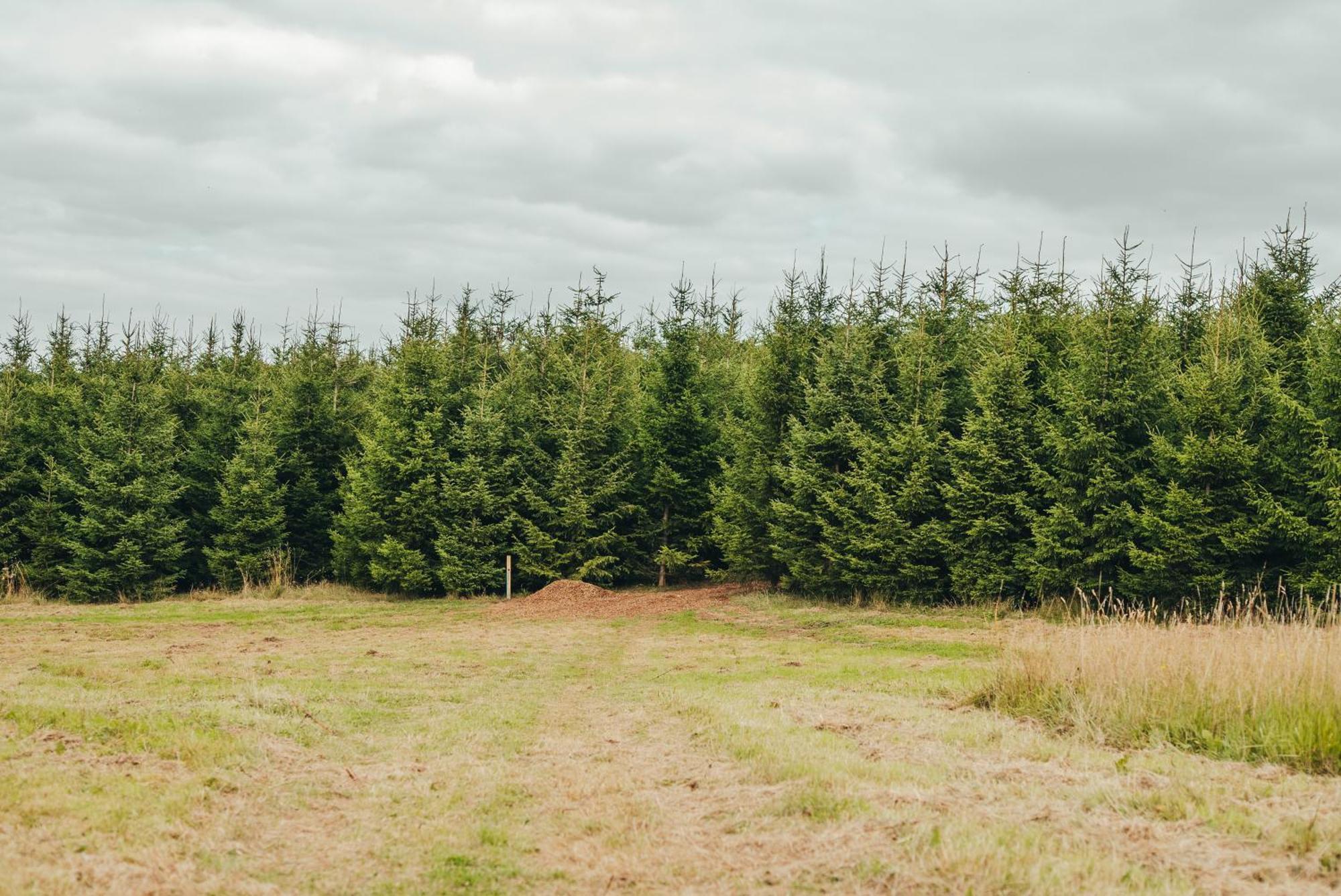 Cosy Forest Lodge Penrhos  Екстер'єр фото